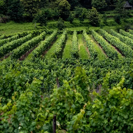Quinta De Cypriano - Wine & Nature * Ponte da Barca