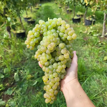 Farma Quinta De Cypriano - Wine & Nature