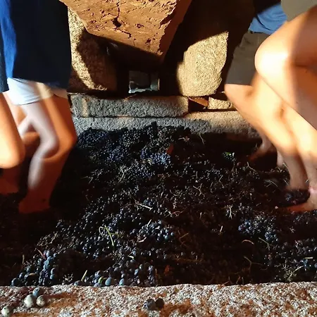 Quinta De Cypriano - Wine & Nature *