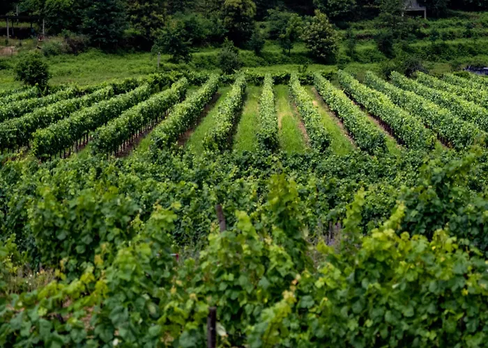 Quinta De Cypriano - Wine & Nature * Ponte da Barca