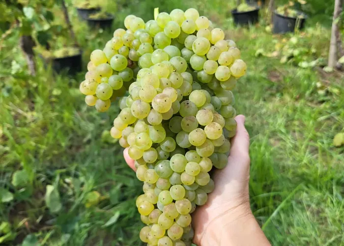 Gospodarstwo agroturystyczne Quinta De Cypriano - Wine & Nature