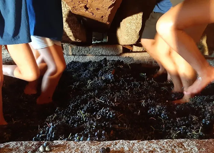 Quinta De Cypriano - Wine & Nature *